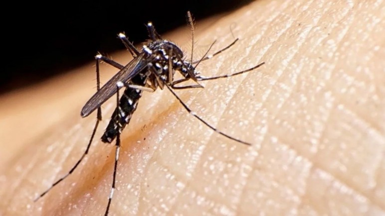 Dengue en Mendoza: un plan de abordaje pero sin vacunas